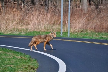 A coyote crosses a two lane road